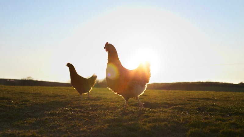 Peel Region Investigates Suspected Avian Flu in Wild Birds