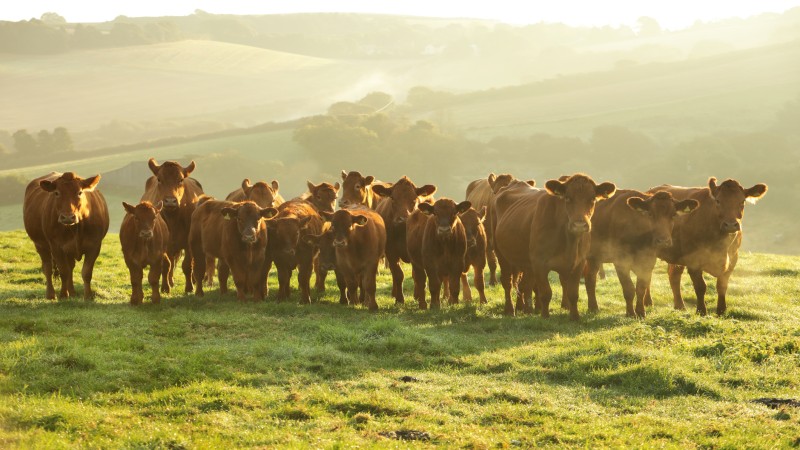“Herds Gutted”: Historically Low US Cattle Inventory Drives Beef Prices To New Highs 
