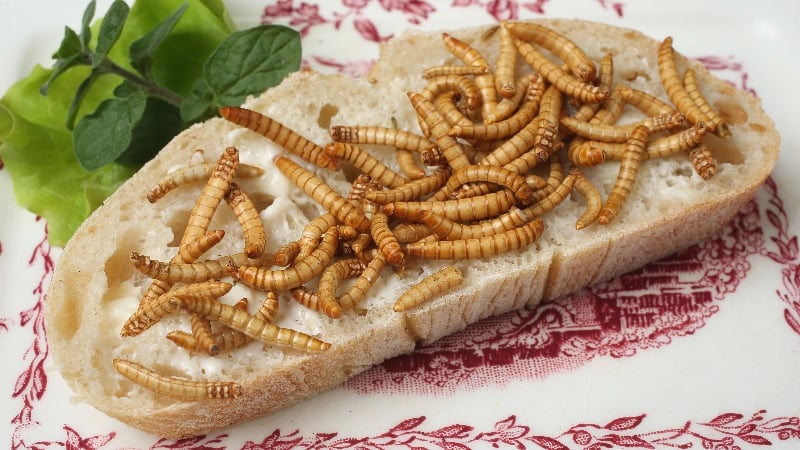 Would You Eat Bread Made With Worms? Brussels Thinks So