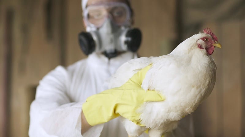Dr. Malone: Bird Flu ‘Emergency’ in California is a Case of Psychological Bioterrorism