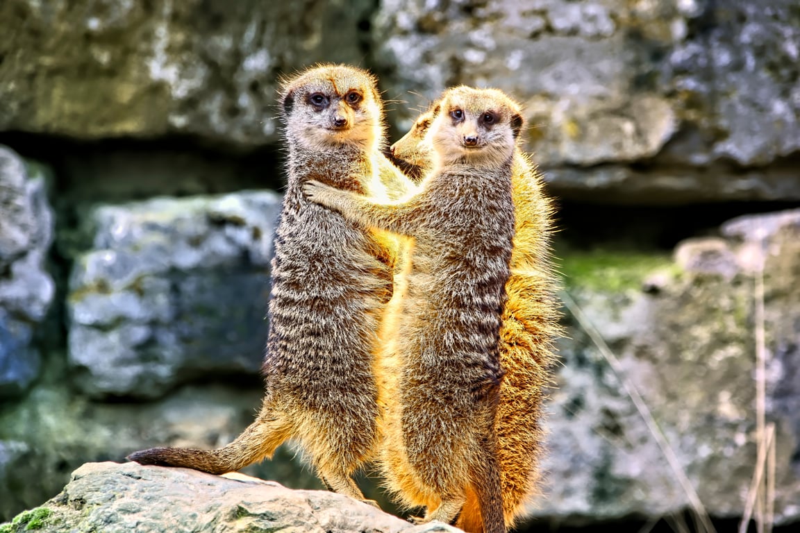 Meerkats