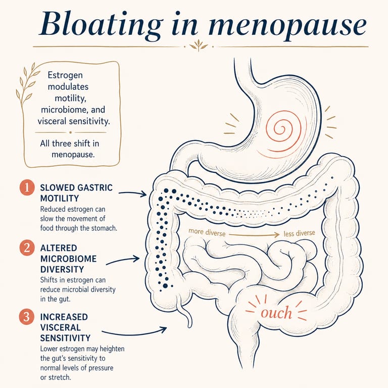 Gut physiology — motility and microbiome in menopause