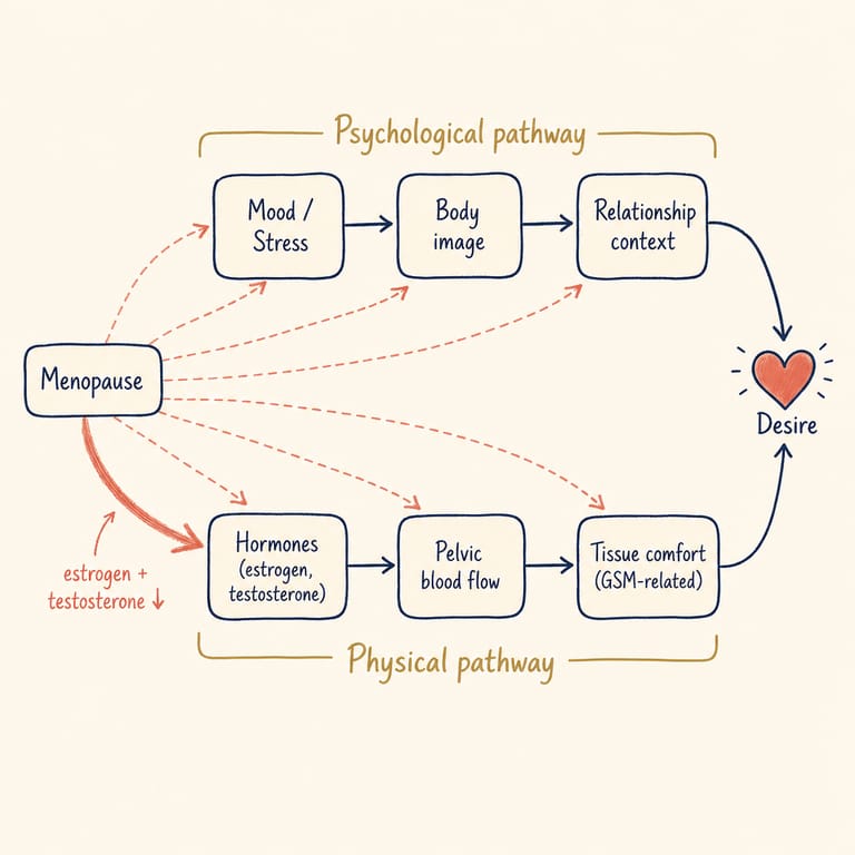 Dual-pathway model of sexual desire — psychological and physical streams