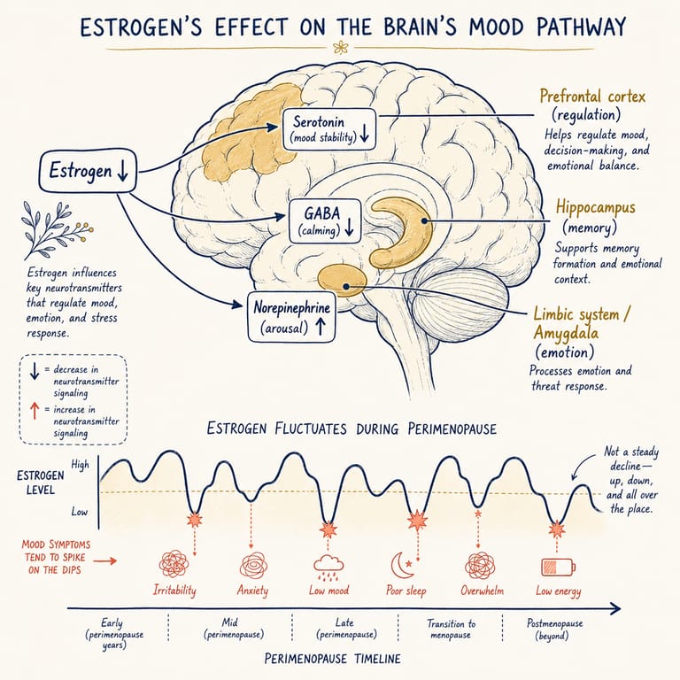 Estrogen's effect on mood pathway — serotonin, GABA, and norepinephrine modulation