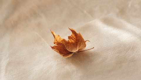 A single autumn leaf curling at its edges on cream linen