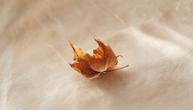 A single autumn leaf curling at its edges on cream linen