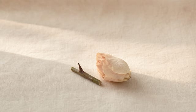 A single thorn lying beside a folded petal on cream linen