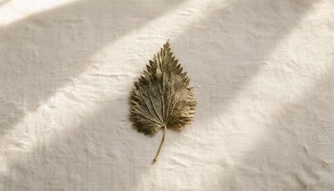 A dried nettle leaf on cream linen