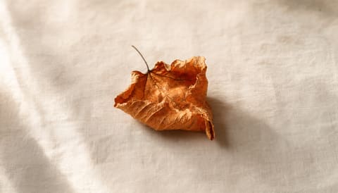 A single dry, curled autumn leaf resting on cream linen