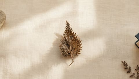 A brittle dried nettle leaf on cream linen