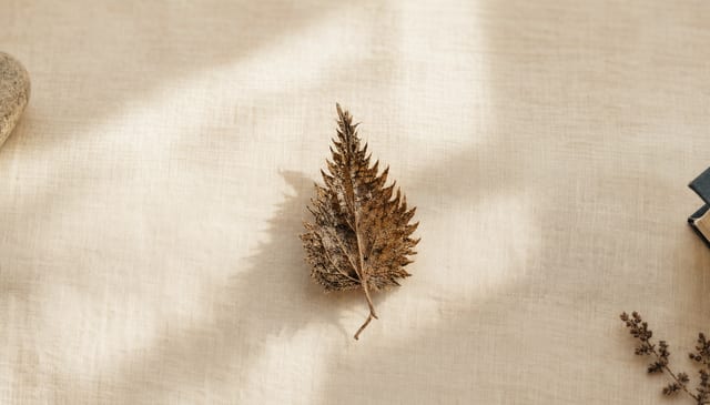 A brittle dried nettle leaf on cream linen