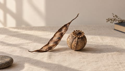 Two dried seed pods of different species lying side by side, on cream linen in soft window light