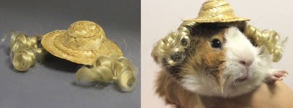 guinea-pig-costumes-2