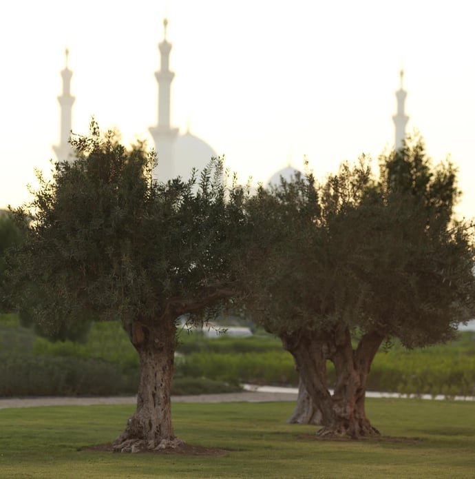 ritz-carlton-olive-trees