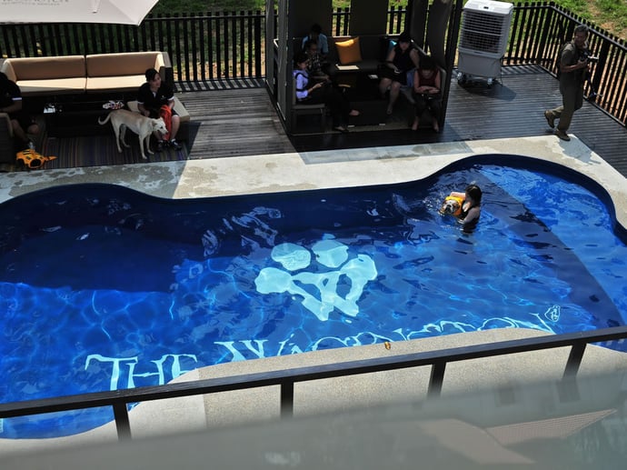 wagington-pet-hotel-singapore-2
