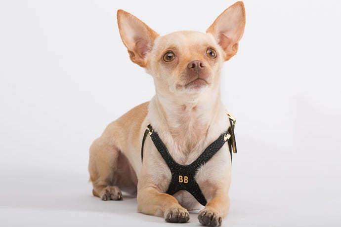 brikk-dog-harness-3