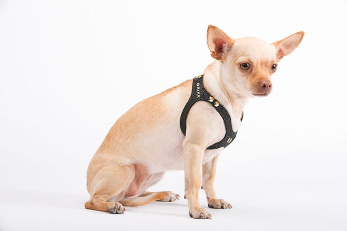 brikk-dog-harness-6