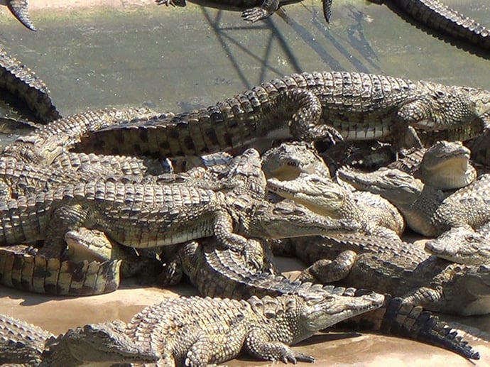 Berkin-with-the-blood-of-crocs-on-its-hands-2
