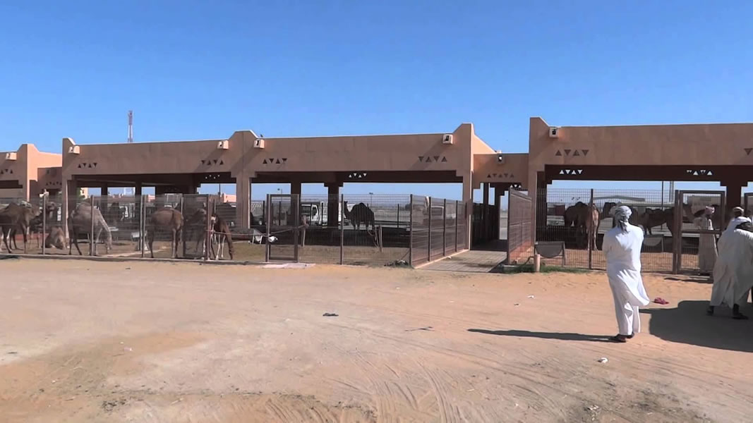 Al-Ain-Camel-Market-9