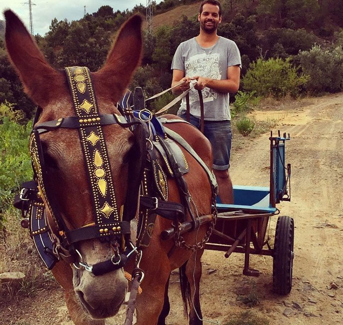 Albert costa miralbell in his vineyard with the most hardworking mule