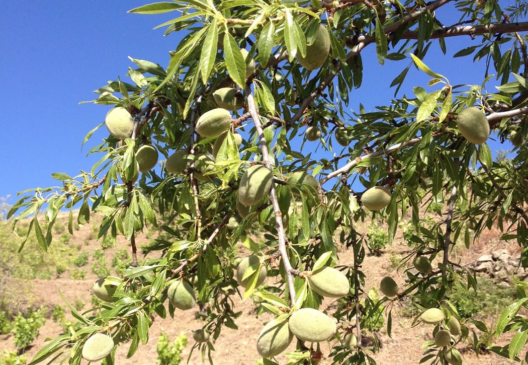 Almond Tree planted in a vineyard