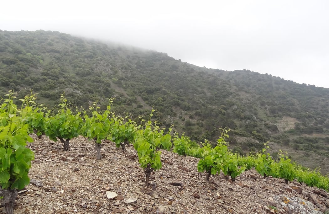 Cloud touching the Vall Llach Vineyard