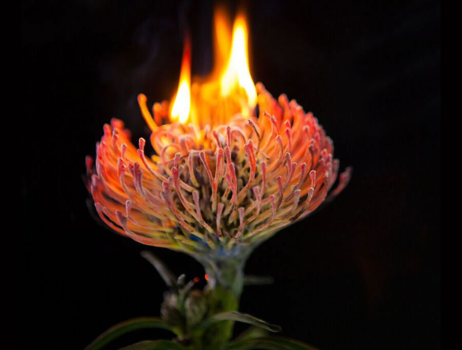 bompas-parr-london-edition-perrier-jouet-color-changing-flowers-designboom-03