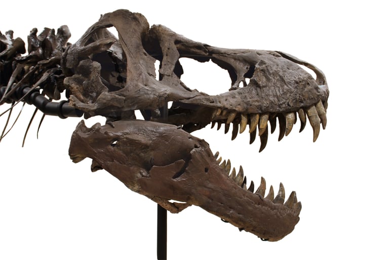 tyrannosaurus-rex-skeleton (2)