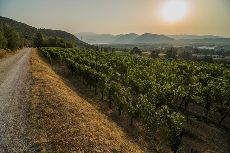 MOMLN-Franciacorta_wineyards