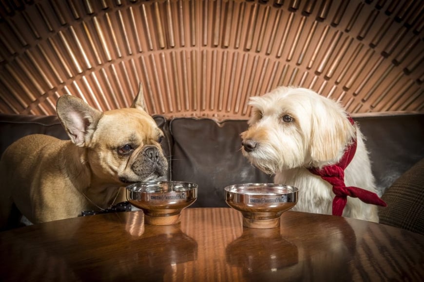 DOG-COCKTAILS (2)