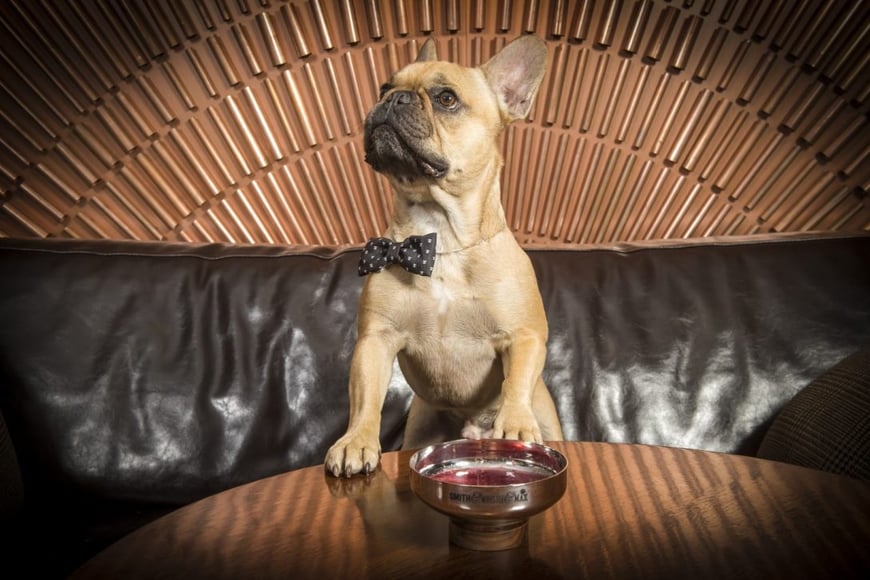 DOG-COCKTAILS (4)