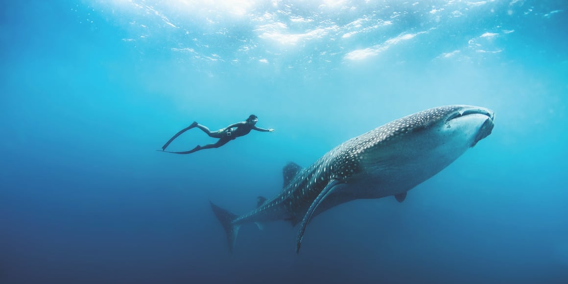 Freediving