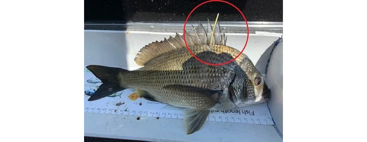 Lucky catches indeed - Australian authorities have turned to Willy ...