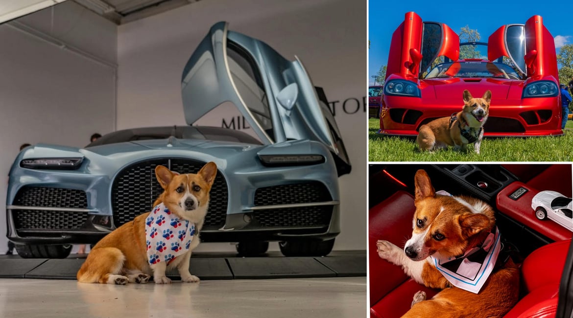 Meet Brembo, the ridiculously cute puppy who's become Instagram's