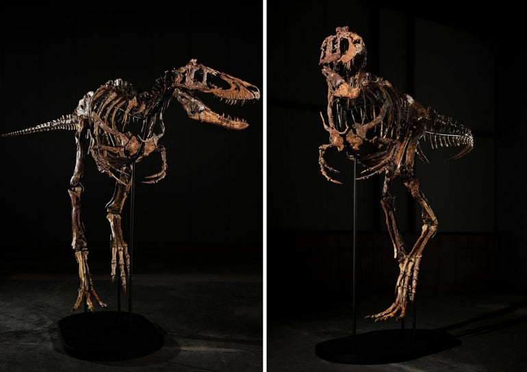 jodi fossil