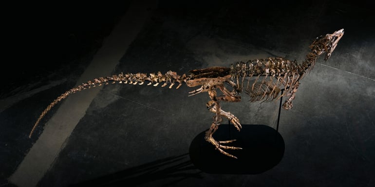 jodi fossil
