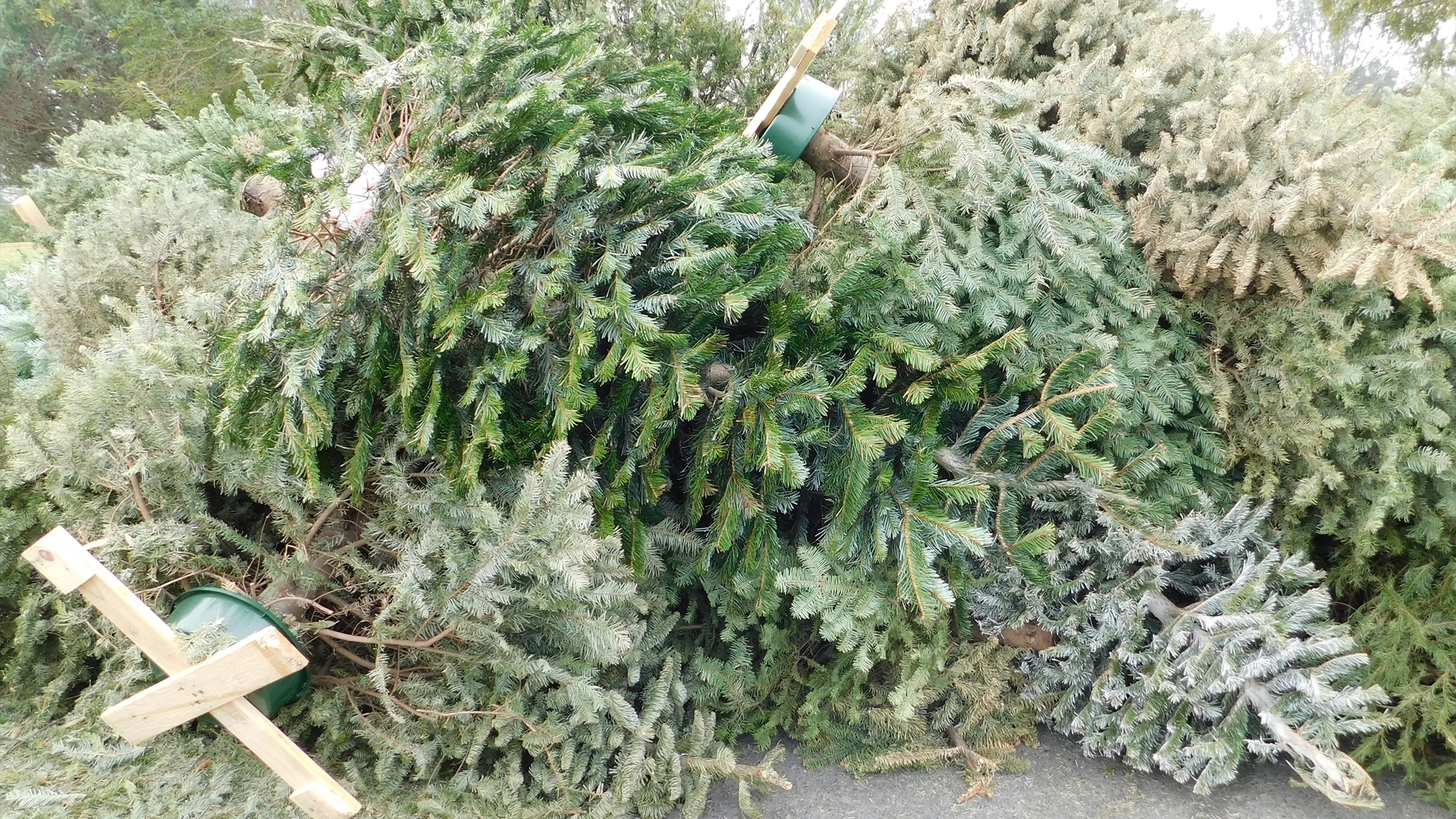 Montgomery County Offers Green Christmas Tree Disposal Solutions Source of the Spring