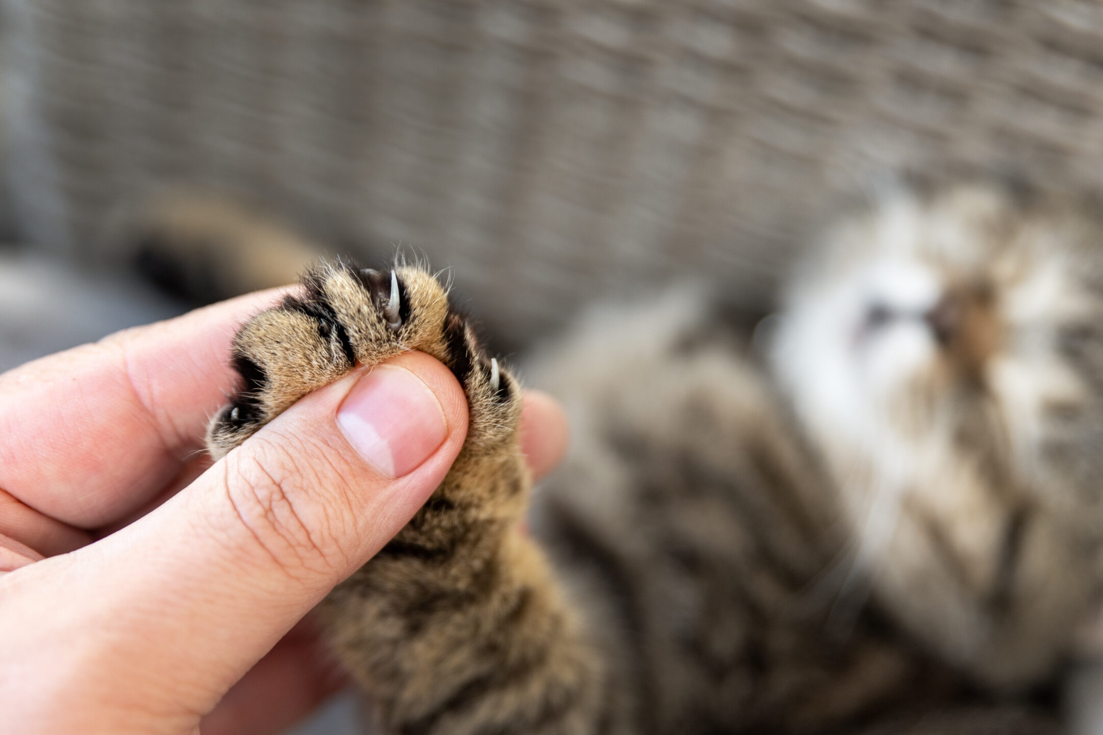 Cat Declawing Now Banned in Maryland Source of the Spring