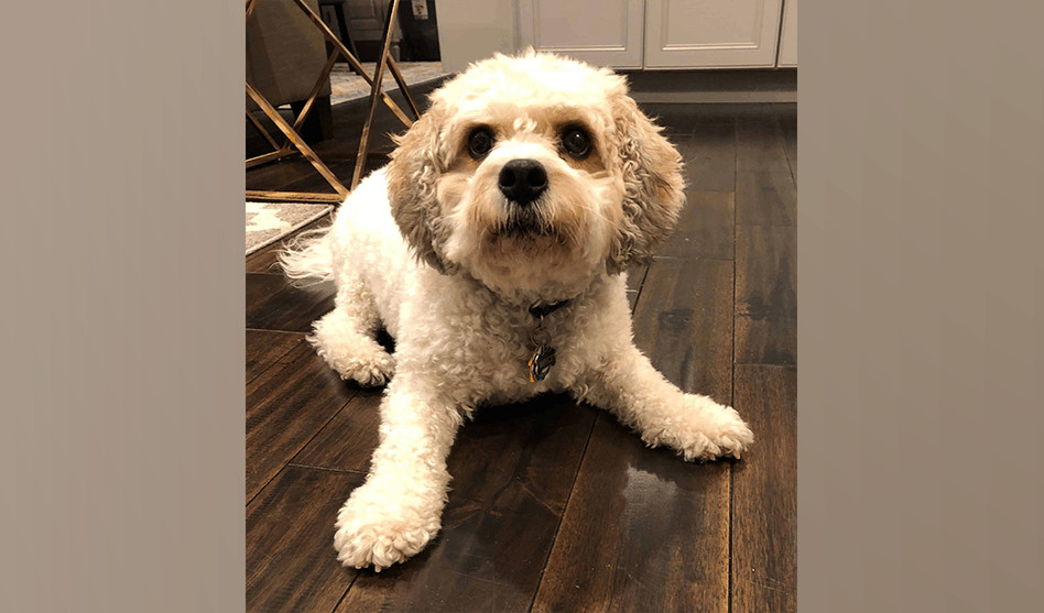 Pet of the Week: "Bryce is a sweet and affectionate Cavachon (half Bichon Frise and half Cavalier) that loves his human 1 year old sister."