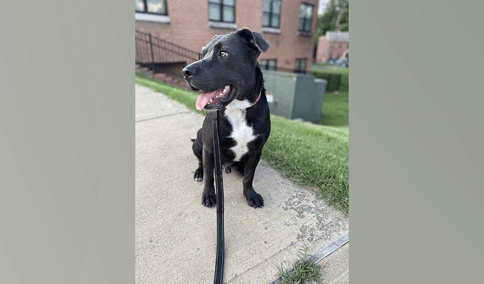 "This is Drizzy! He's a two-year-old pit bull mix who loves running, belly rubs, and acting silly."