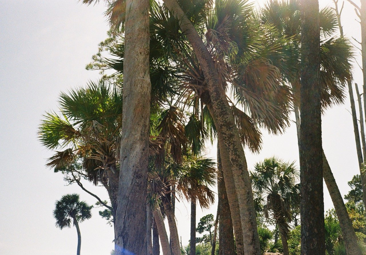 Sunlight through palm trees during Tyler and Jon-Tyler’s California wedding trip, photographed on film.