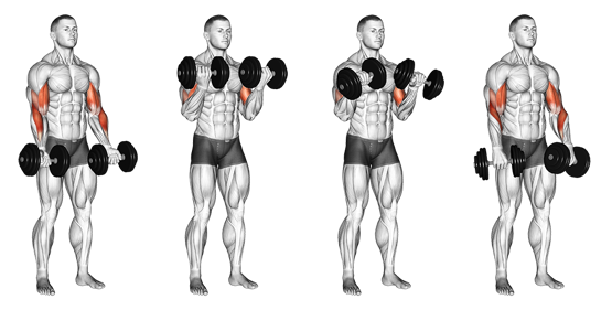 Übung für die Arme - Zottman Curls für den Bizeps
