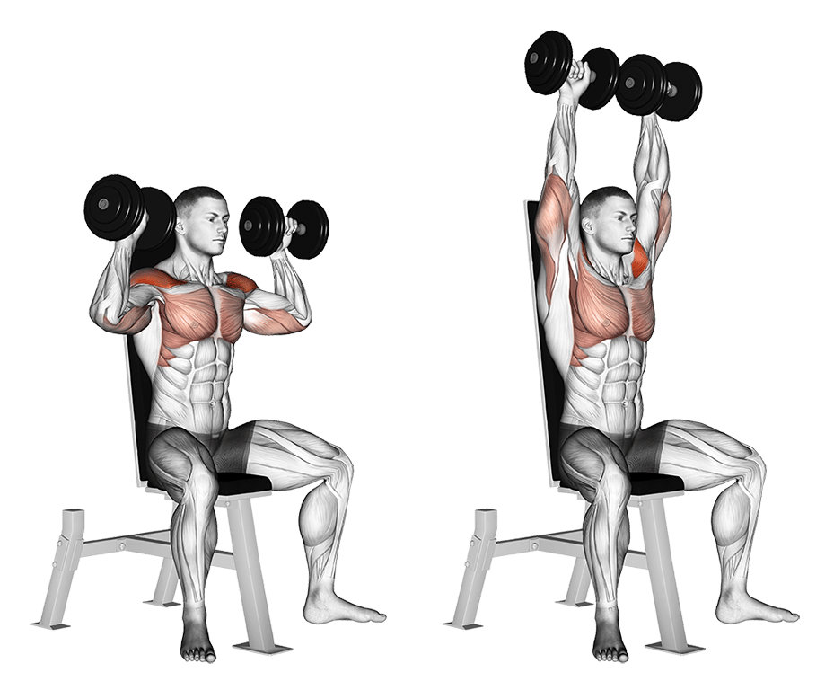 Kurzhantel-Schulterdrücken