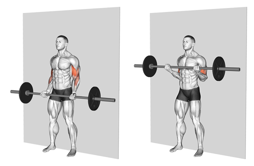 Übung für die Arme - Langhantel Curls für den Bizeps