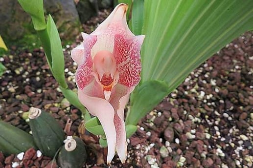 Botanica, Arte delle piante nei secoli