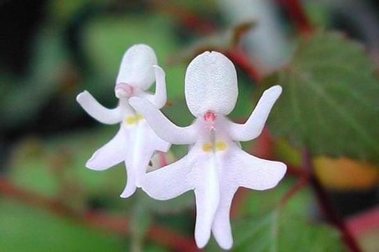Botanica, Arte delle piante nei secoli