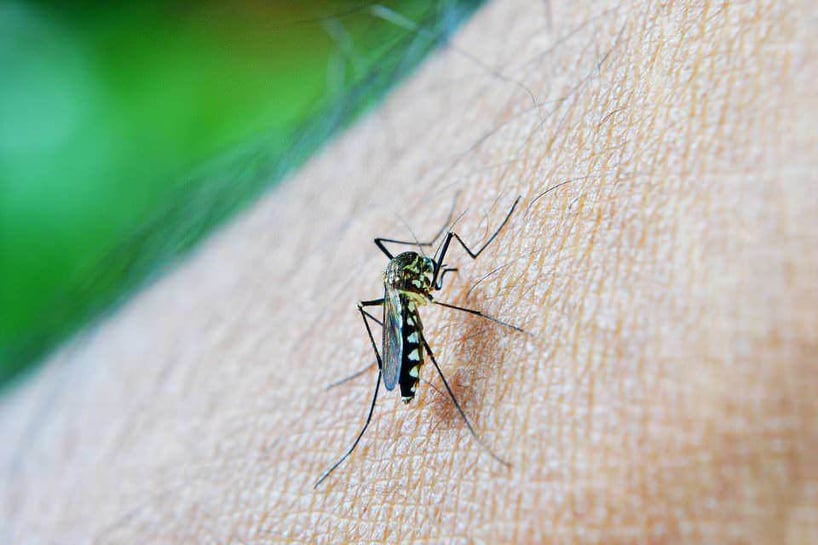 Perché le zanzare ci pungono? 10 motivi