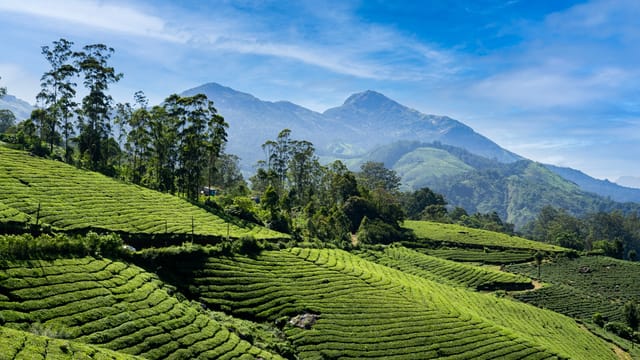 Tea plantation