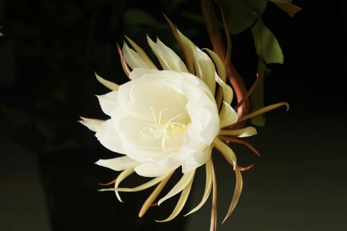 Brahma Kamal