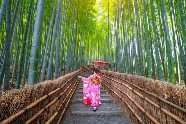 Bamboo forest, japan